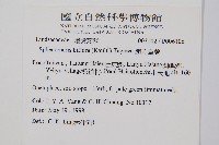 闊片烏蕨藏品圖，第2張