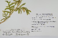 全緣卷柏藏品圖，第2張