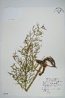 水蕨藏品圖，第1張