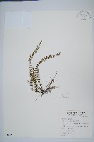 鐵角蕨藏品圖，第1張