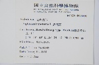 鐵角蕨藏品圖，第2張