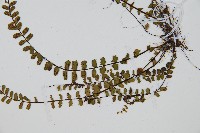 鐵角蕨藏品圖，第3張