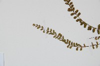 鐵角蕨藏品圖，第4張