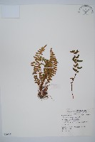 岩蕨藏品圖，第1張