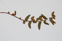 岩蕨藏品圖，第6張