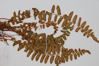 岩蕨藏品圖，第7張