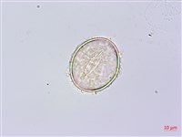 岩蕨藏品圖，第2張