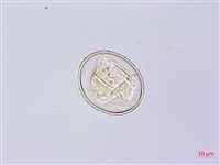 岩蕨藏品圖，第4張