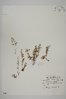 翠蕨藏品圖，第1張