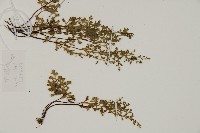 翠蕨藏品圖，第3張