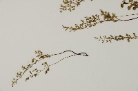 翠蕨藏品圖，第4張
