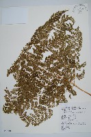 臺灣兩面複葉耳蕨藏品圖，第1張