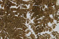 臺灣兩面複葉耳蕨藏品圖，第3張