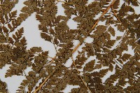 臺灣兩面複葉耳蕨藏品圖，第4張