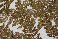 臺灣兩面複葉耳蕨藏品圖，第5張