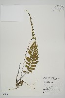 剪葉鐵角蕨藏品圖，第1張
