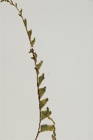剪葉鐵角蕨藏品圖，第3張