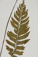 剪葉鐵角蕨藏品圖，第4張