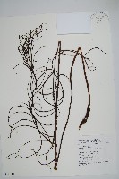 台灣瘤足蕨藏品圖，第1張