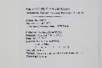 台灣瘤足蕨藏品圖，第2張