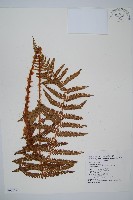 尖葉耳蕨藏品圖，第1張