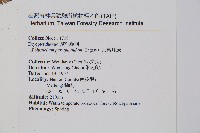 尖葉耳蕨藏品圖，第2張