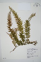 瓶蕨藏品圖，第1張