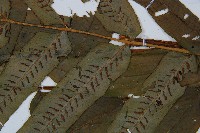 腸蕨藏品圖，第2張