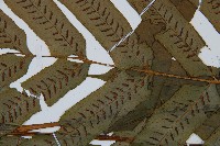 腸蕨藏品圖，第3張