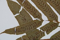 腸蕨藏品圖，第4張