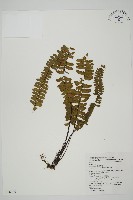 生芽鐵角蕨藏品圖，第1張
