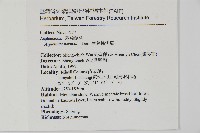生芽鐵角蕨藏品圖，第2張