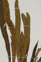 劍葉鐵角蕨、箭葉鐵角蕨藏品圖，第4張