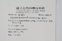 日本金粉蕨藏品圖，第1張