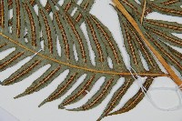 生芽狗脊蕨、頂芽狗脊蕨藏品圖，第2張