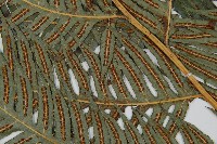 生芽狗脊蕨、頂芽狗脊蕨藏品圖，第3張