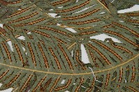 生芽狗脊蕨、頂芽狗脊蕨藏品圖，第4張