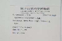 地刷子藏品圖，第2張