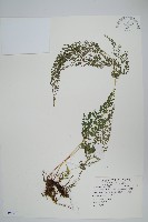 日本金粉蕨藏品圖，第1張