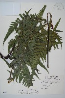 毛柄短腸蕨藏品圖，第1張