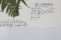 毛柄短腸蕨藏品圖，第2張