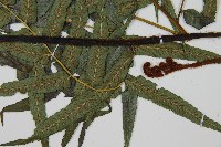 毛柄短腸蕨藏品圖，第3張