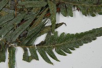 毛柄短腸蕨藏品圖，第4張