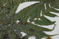 毛柄短腸蕨藏品圖，第5張