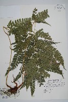 斜方複葉耳蕨藏品圖，第1張