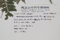 斜方複葉耳蕨藏品圖，第2張