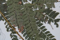 斜方複葉耳蕨藏品圖，第3張