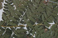 斜方複葉耳蕨藏品圖，第4張