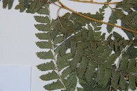 斜方複葉耳蕨藏品圖，第5張