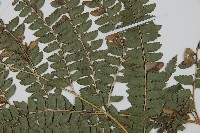 斜方複葉耳蕨藏品圖，第2張